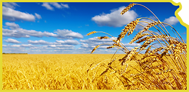 Kick-Ass Kansas Wheat Field